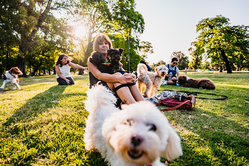 Group of people with their dogs enjoying in sunny day in public park.