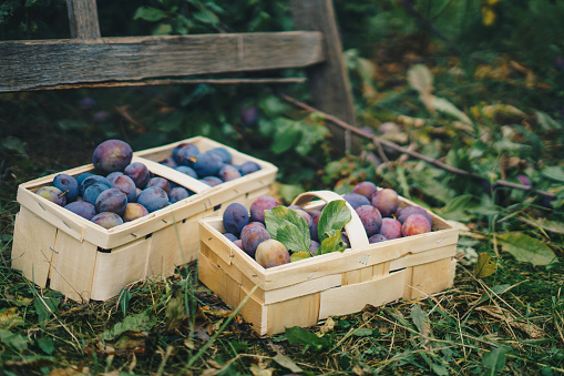 Basket with ripe plums in an orchard