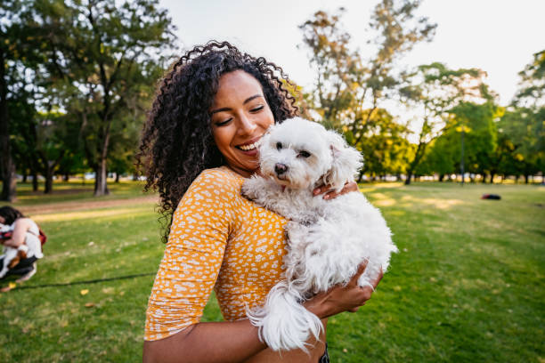 Beautiful woman and her dog in park Happy smiling young Argentinian woman playing with her Maltese dog pet in public park. stroking stock pictures, royalty-free photos & images