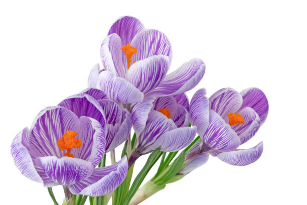 istock Beautiful blooming violet Crocuses (Magnoliopsida) isolated on white background, including clipping path. 1207035054