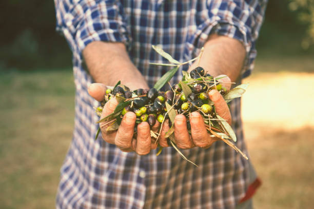 Mature farmer during olives harvesting.