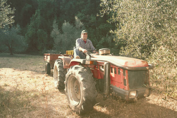 istock Mature farmer during olives harvesting. 1207035262