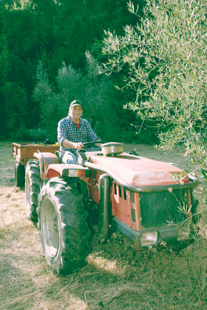 istock Mature farmer during olives harvesting. 1207035276