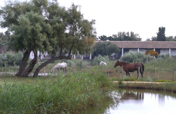 istock the French Camargue 1207036053