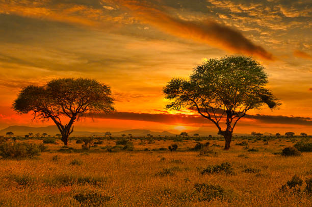 coucher du soleil et lever de soleil dans tsavo est et parc national de tsavo ouest au kenya - african sunrise photos et images de collection