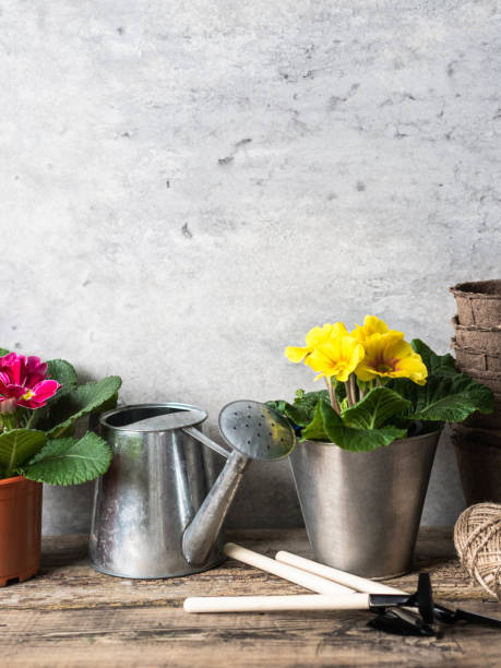 istock Composition with primroses flowers in a pots and garden tools on wood rustic table. Garden concept. Copy space 1207036541