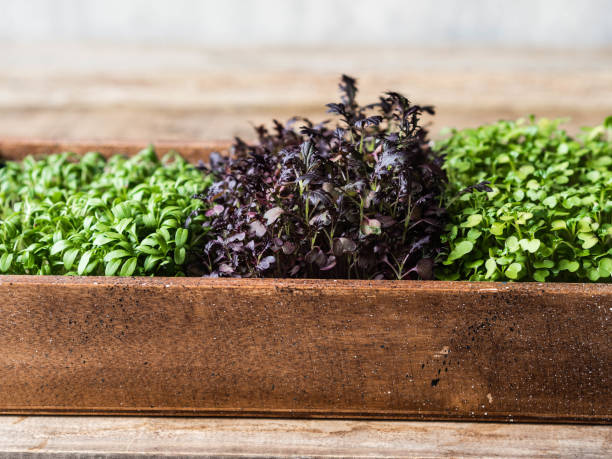 istock Various fresh multicolored micro greens sprouts in wood box on wood rustic background. 1207036576