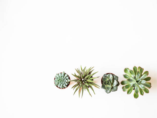 istock Various small succulents in pots on a white background. Top view. Copy space 1207036761