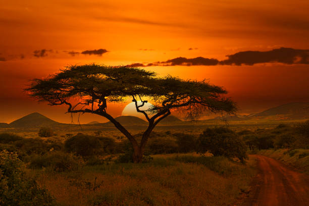 Sunset and sunrise in tsavo East and Tsavo West National Park in Kenya Sunset and Sunrise in Tsavo East and Tsavo West National Park in Kenya tsavo east national park photos stock pictures, royalty-free photos & images