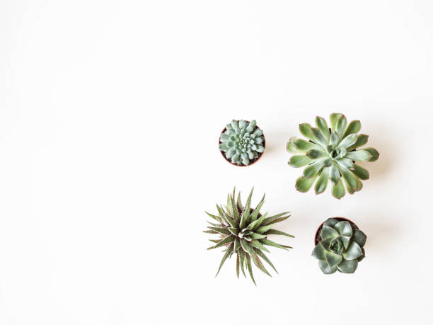 Various small succulents in pots on a white background. Top view. Copy space