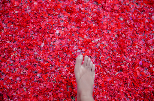 Close up females foot stepping into a private swimming pool that covered with red rose petals in a luxury honeymoon villa