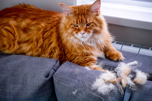 Ginger Maine Coon gato y peine con su piel tumbada en el sofá gris en el interior photo