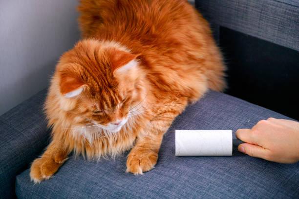 frau hand mit lint roller entfernen tierhaare und flaum von grauer couch. ingwerkatze in der nähe liegend. - lint remover stock-fotos und bilder