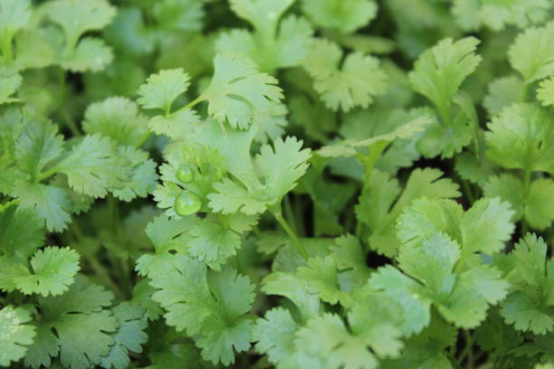 istock Coriander plant photo background 1207038225