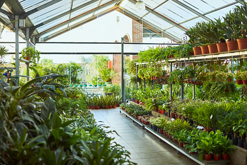 Variety of plants growing in garden center. Large group of pots arranged in plant nursery. Interior of greenhouse.