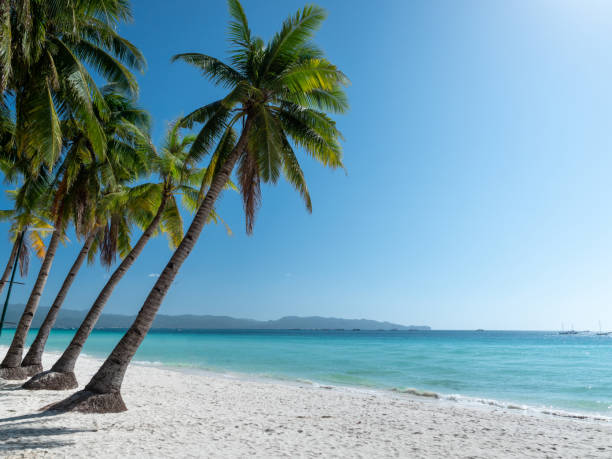 istock Beautiful tropical island beach with palm tree and tranquil blue water 1207040539