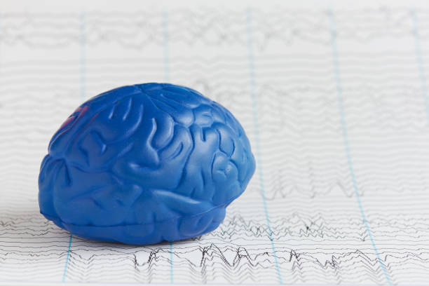 menschliches gehirnmodell auf dem hintergrund von gehirnwellen - eeg epilepsy science electrode stock-fotos und bilder