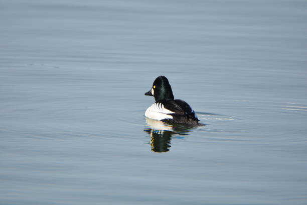 istock Common Goldeneye Duck drake 1207041922