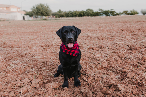 beautiful portrait of Stylish black labrador dog with red and black plaid bandanna sitting on the ground and looking at the camera. Pets outdoors. Modern lifestyle