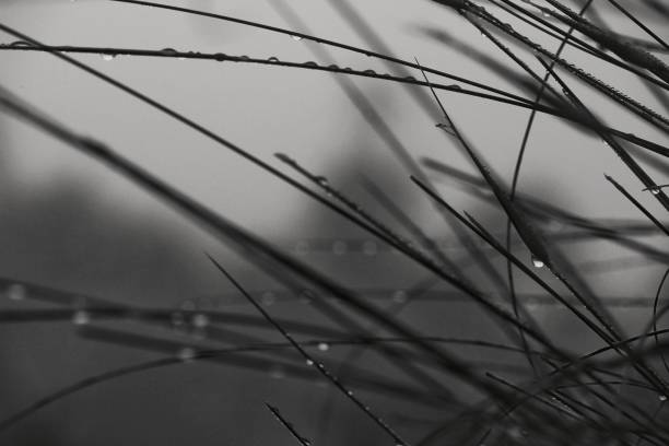 istock Bush leaves with dew drops in the morning 1207043415