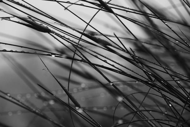 istock Bush leaves with dew drops in the morning 1207043475