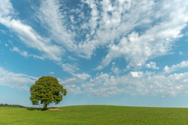 istock Lonely tree in the French countryside 1207043684