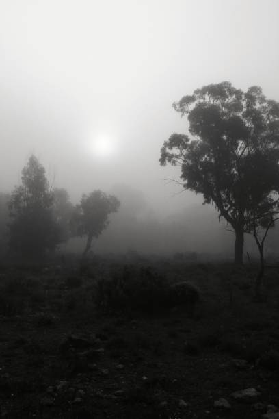 istock Eucalyptus forest covered by fog in the morning 1207044732