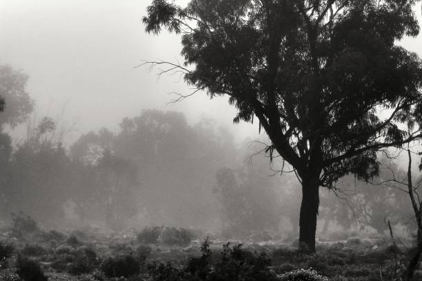 istock Eucalyptus forest covered by fog in the morning 1207044902