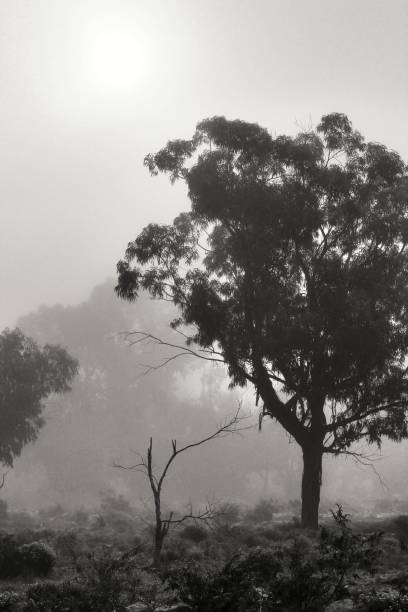 istock Eucalyptus forest covered by fog in the morning 1207045168