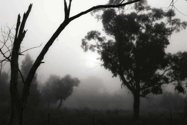 istock Eucalyptus forest covered by fog in the morning 1207045525