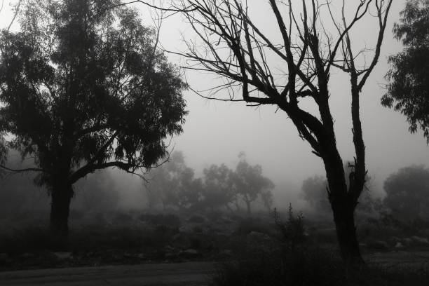 istock Eucalyptus forest covered by fog in the morning 1207045560