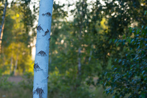 Birch thicket through a frame of blueberry bushes with berries. Sunlight breaks through the trees. Forest landscape. The beauty in nature.