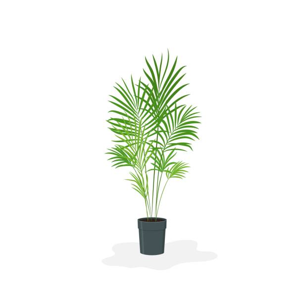 illustrazioni stock, clip art, cartoni animati e icone di tendenza di illustrazione piatta cartone animato vettoriale della pianta domestica palma areca in vaso. - arema