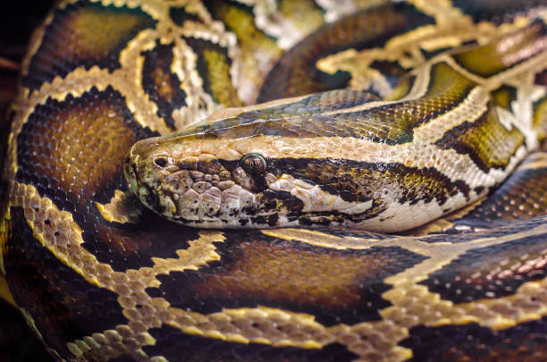 istock big snake anaconda close up 1207046776