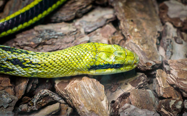 istock green snake head and eye 1207046863