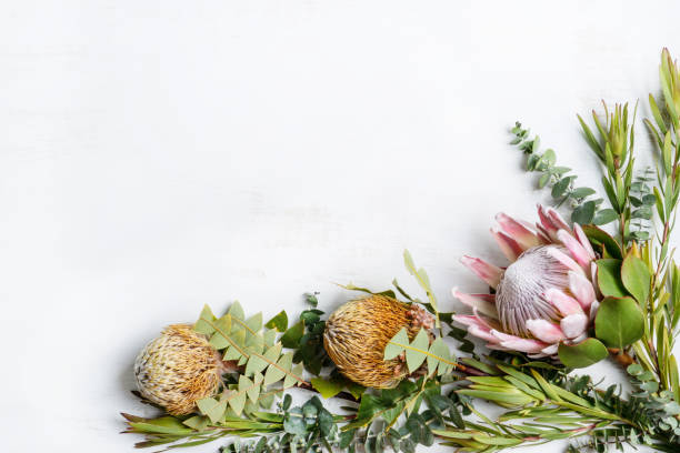 istock Decorative Protea and Banksia flower border. 1207047814
