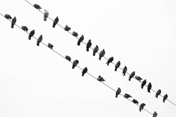 istock Flock of birds lined up on electrical wires 1207048009