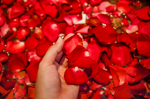 Close up shot of females hand holding rose petals inside bathtub in honeymoon suite