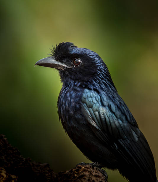 istock Photographing birds in artistic nature (Greater Racket-tailed Drongo) 1207049909