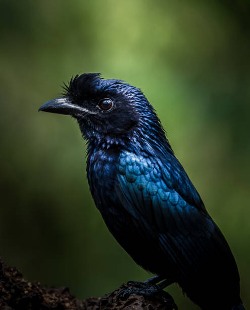 istock Photographing birds in artistic nature (Greater Racket-tailed Drongo) 1207049949