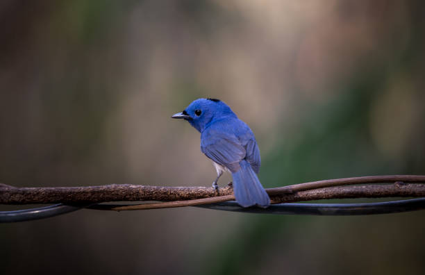 istock Black-naped Monarch on branch tree in forest. 1207050036
