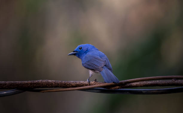 istock Black-naped Monarch on branch tree in forest. 1207050091