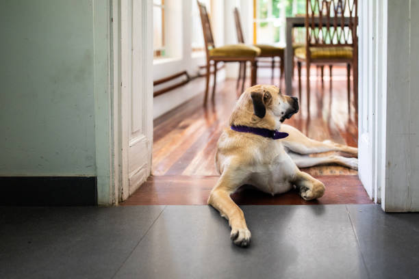istock Dog lying on floor in house 1207050251