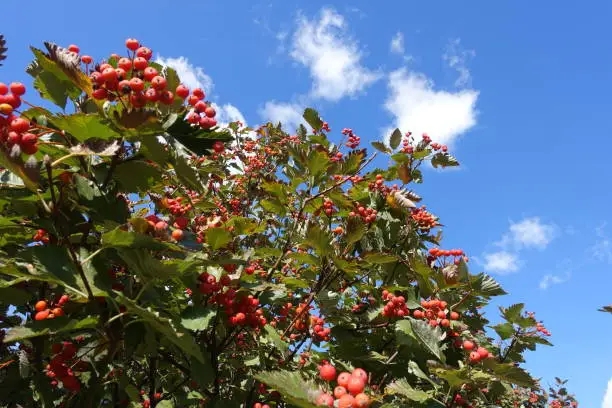 Ripening berries in the leafage of Sorbus aria against blue sky in October