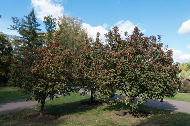 istock Medium sized Sorbus aria trees with berries in October 1207051931