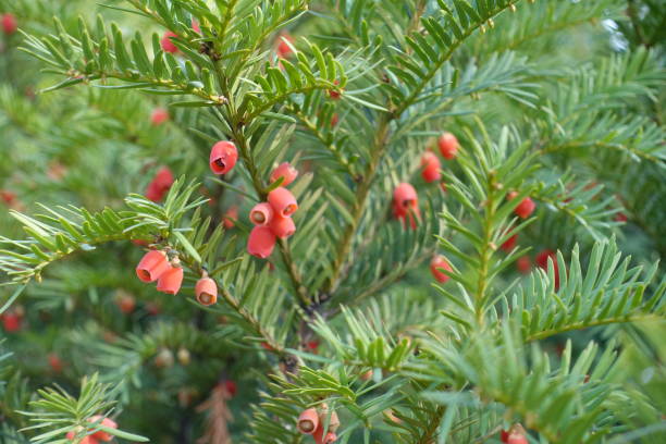 istock Mature seed cones on branches of yew in autumn 1207052243