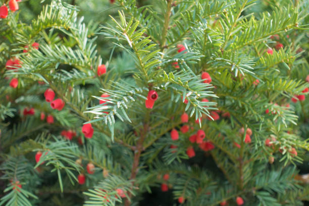 istock Ovulate cones on branches of yew in autumn 1207052275