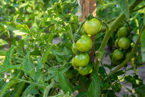 istock Young green tomato on vegetable garden 1207052783