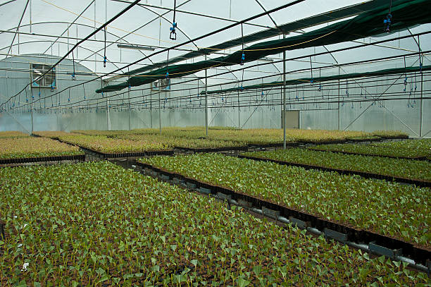 Giovane pianta in serra saplings - foto stock