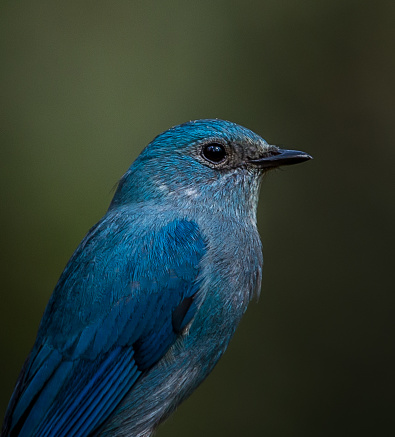 Photographing birds in artistic nature ( Verditer Flycatcher)